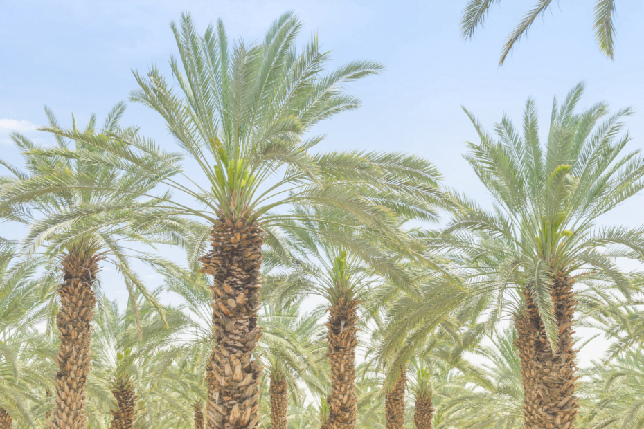 real estate in hyderabad