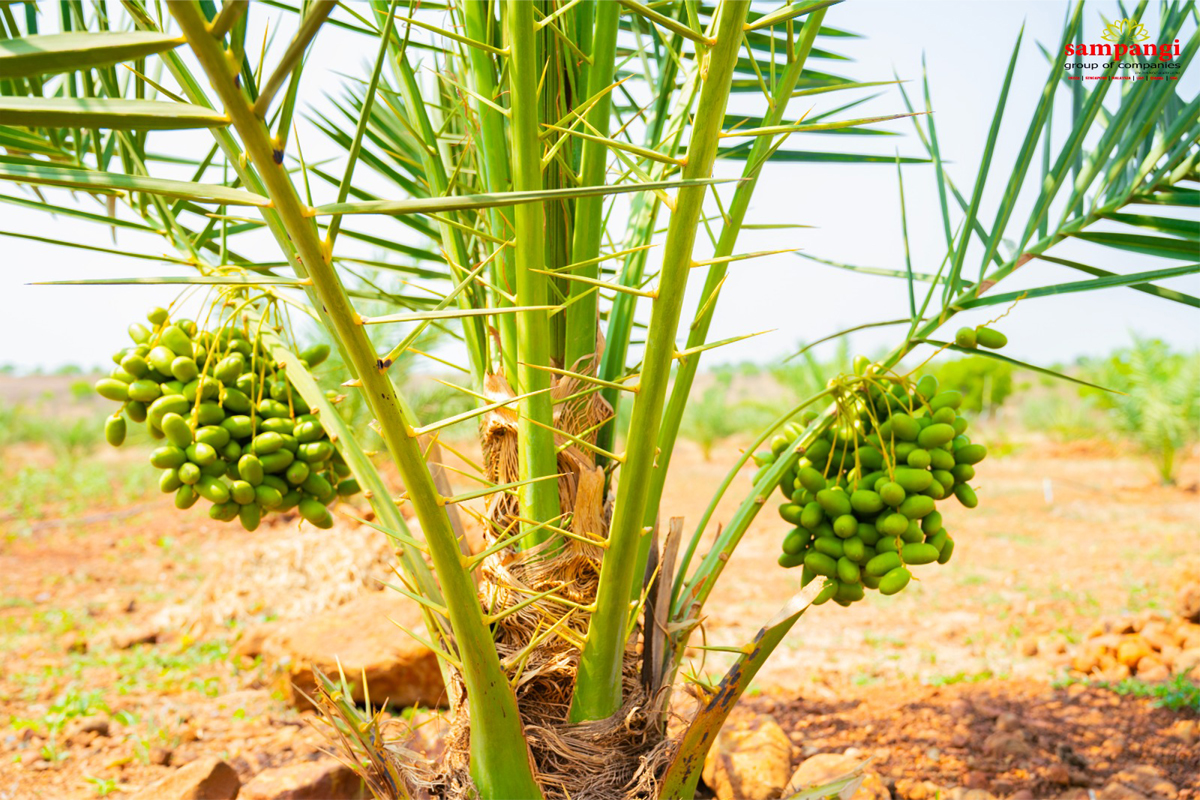 sampangi infra the date palm valley