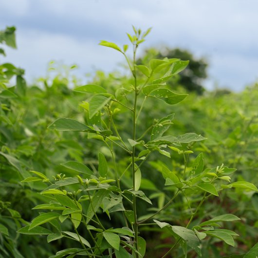 sampangi-infra-golden-valley-3-