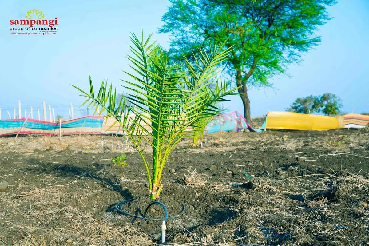 sampangi-treasure-valley-2-24